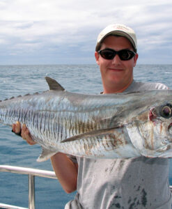 Spanish mackerel