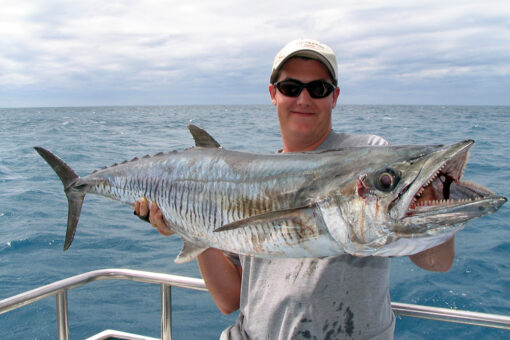 Spanish mackerel